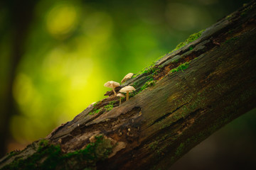 Mushrooms on a stump with blurred background