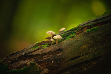 Mushrooms on a stump with blurred background