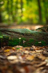 Obraz premium Mushrooms on a stump in front of blurred background