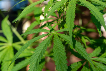 Detail of a marijuana plant