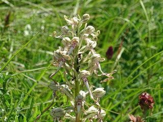 Spadix of Himantoglossum hircinum orchid with ants on meadow