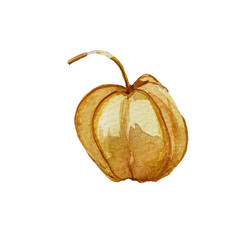 Watercolor hand painted dry physalis