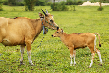 A herd of bright tropical Asian cows grazing on green grass. Big cow with calf