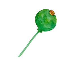 Watercolor hand painted poppy head with seeds.