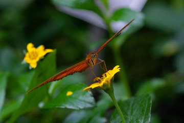 butterfly with two yellow flowers