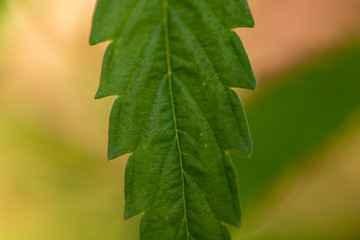 Fototapeta premium Detail of a marijuana plant