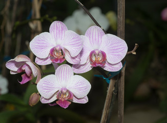 Orchids boom seen near Gangtok,Sikkim,India