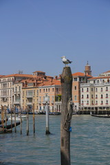 A seagull sits on a wooden column of a pier, visible gondolas, water of the Grand Canal and the building of Venice