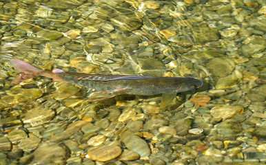 fish in their natural habitat