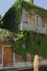 Building in Venice at the edge of the canal, overgrown with a climbing bush