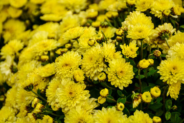 Beautiful autumn chrysanthemum flowers. Park, nature.