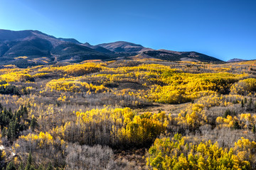 Colorado Aspens in the Fall