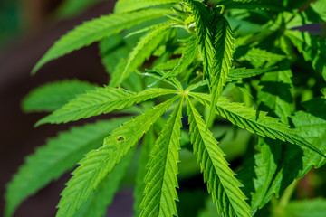 Naklejka na ściany i meble Detail of a marijuana plant