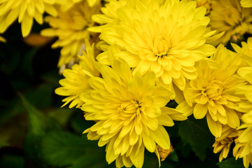 Beautiful autumn chrysanthemum flowers. Park, nature.