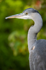 Great grey heron in habitat.