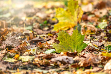 Orange and yellow fallen leaves in the sunlight.