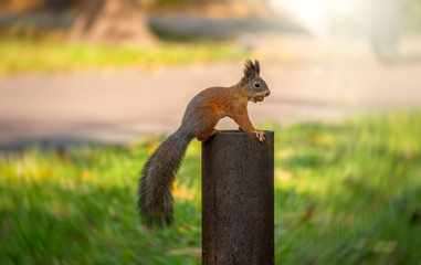 A squirrel with a nut sits on a metal support in an autumn park.
