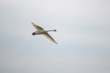 A Swan in flight on a cloudy, late Winter day.