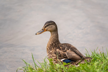 A duck stands on its paws on the shore of a pond.
