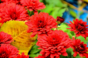 Beautiful autumn chrysanthemum flowers. Park, nature.