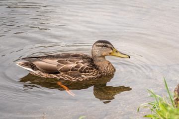 Duck swims in the pond.