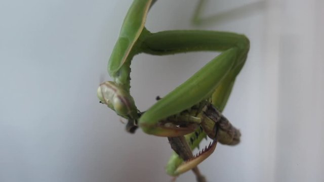 Una mantide religiosa a caccia della sua preda