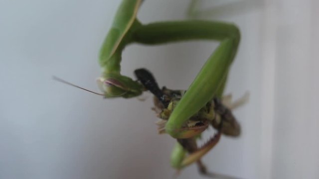 Una Mantide divora un insetto