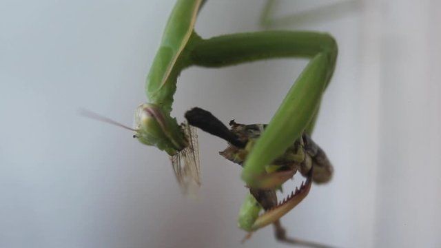 Una mantide religiosa mangia la sua preda