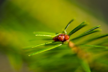 Pine growing bud from close up