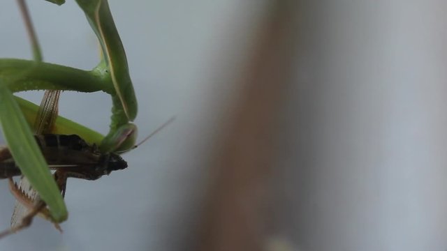 Una mantide religiosa mangia la sua preda