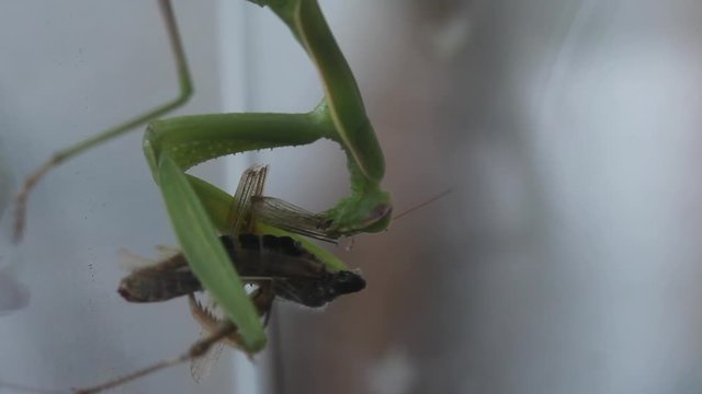 Una Mantide divora un insetto