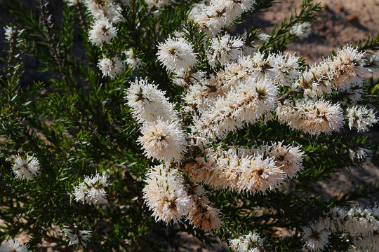 Myrtle plant named black paperbark, moonah or Rottnest Island teatree (Melaleuca lanceolata) native to the South of Australia