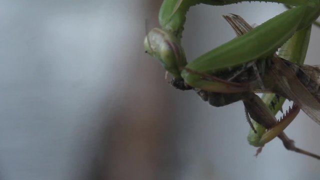 Mantide Religiosa mangia la sua preda