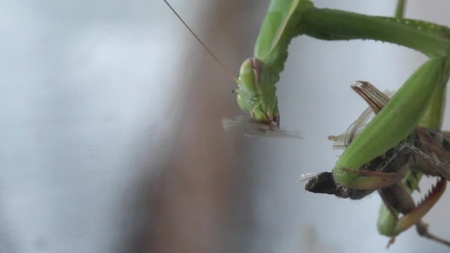 Una Mantide divora un insetto