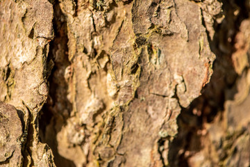 Pine bark from close up