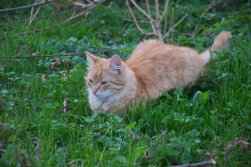kot odpoczywający na łące. cat on the grass