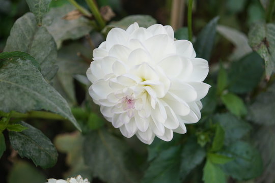  Dahlien, Dahlia,Evelin,flower Head 