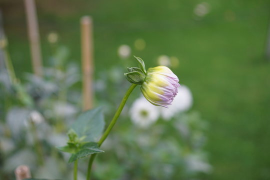  Dahlien,Dahlia,Evelin Bud,Knospe