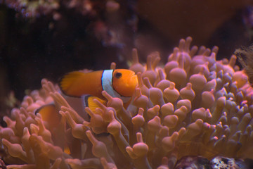 błazenek w akwarium, clownfish in aquarium
