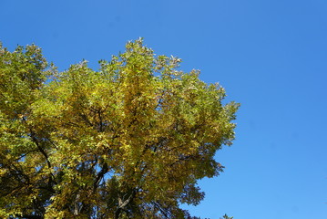 autumn tree branches on sky background