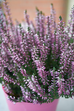 Calluna vulgaris with pink flowers