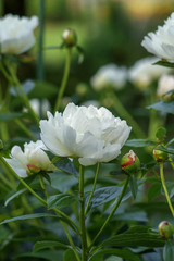 Obraz premium Peony