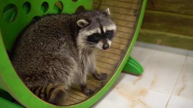 A raccoon sways in a running wheel. Raccoon strip playing in the zoo