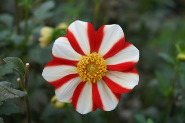 Asahi Chohje,Dahlie,Dahlia, rot,weiß,gestreift,weiß gelbe Mitte