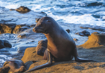 Fototapeta premium California Sea Lions Play On the Beach