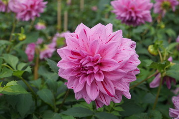 painted girl, Dahlie, Z&uuml;chter unbekannt,