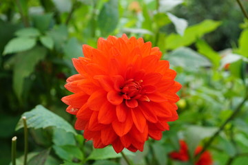 Viking Dahlie,Dahlia,2001