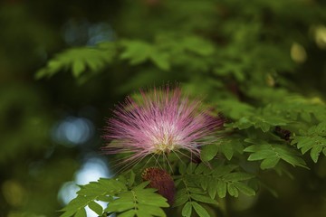 Close up view of gorgeous green plant with pink flower. Beautiful nature backgrounds.