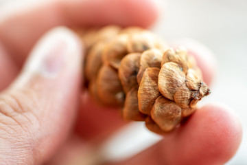 Pine cone from close up