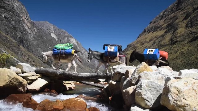 Mules Crossing Bridge on Santa Cruz Trek in Huscaran National Park in Peru